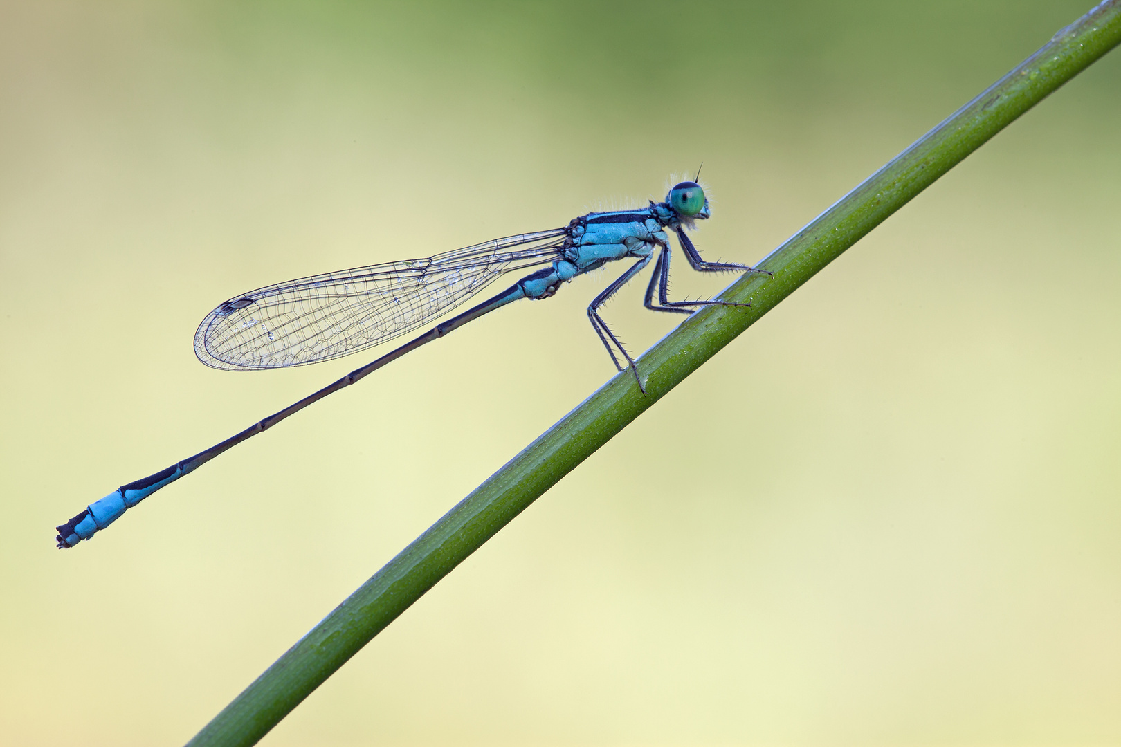 Libelle ... aber was für eine?