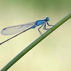 Libelle ... aber was für eine?