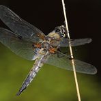 Libelle - aber welche? Könnte ein "Vierfleck" sein.