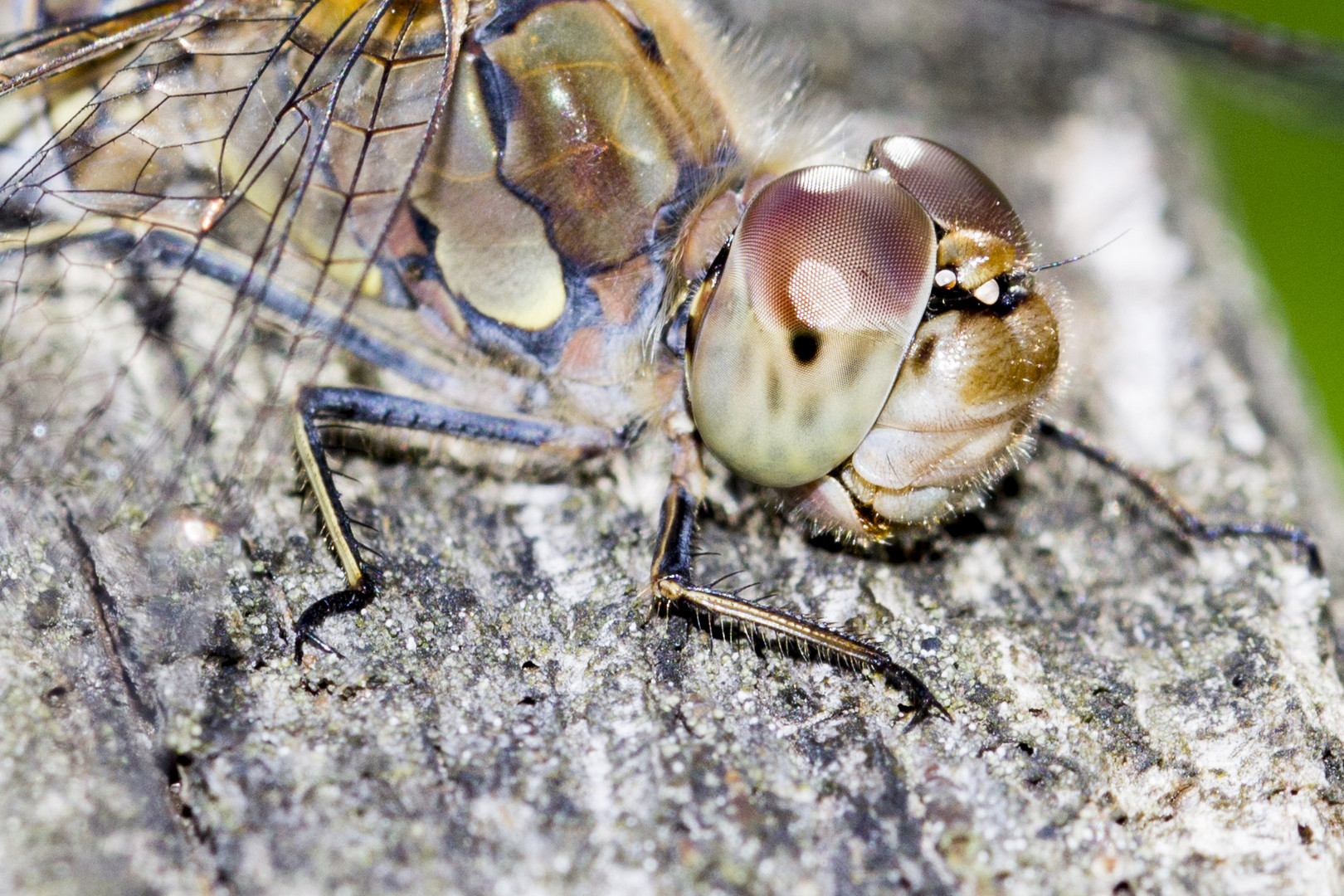 ...Libelle...