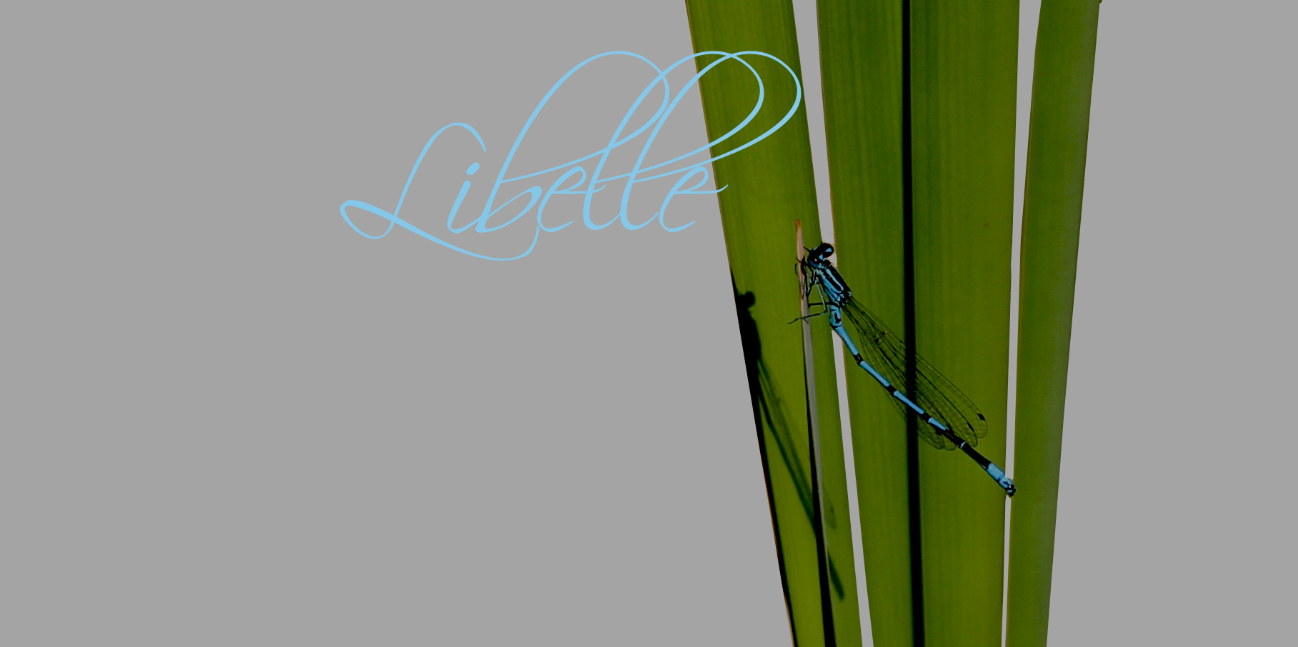 Libelle