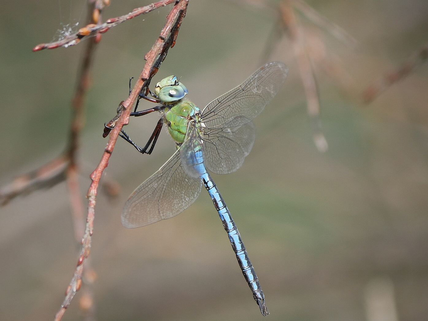 Libelle