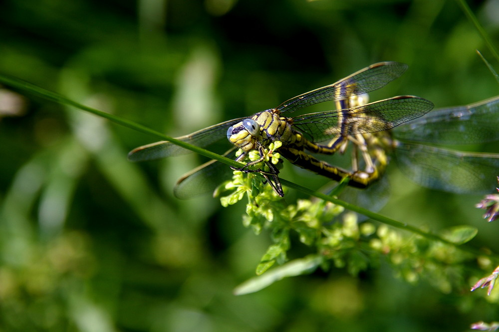 Libelle