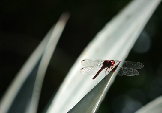 Libelle