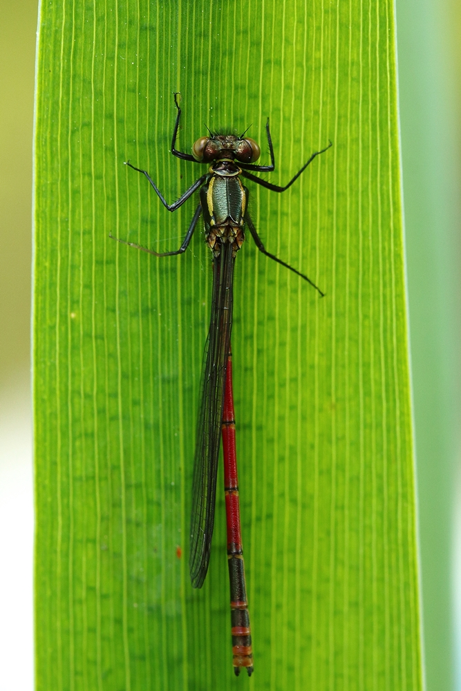 Libelle (Adonislibelle?)