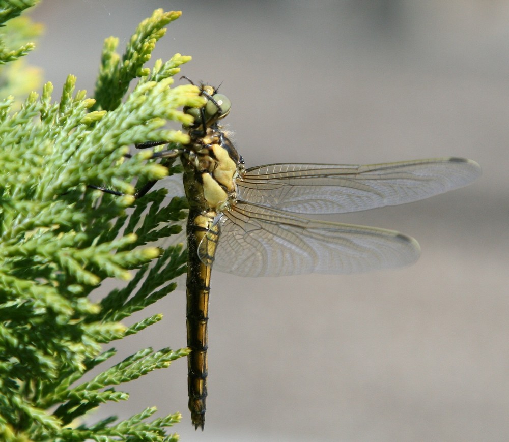 Libelle afu dem Balkon