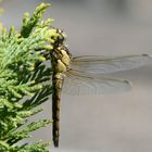 Libelle afu dem Balkon