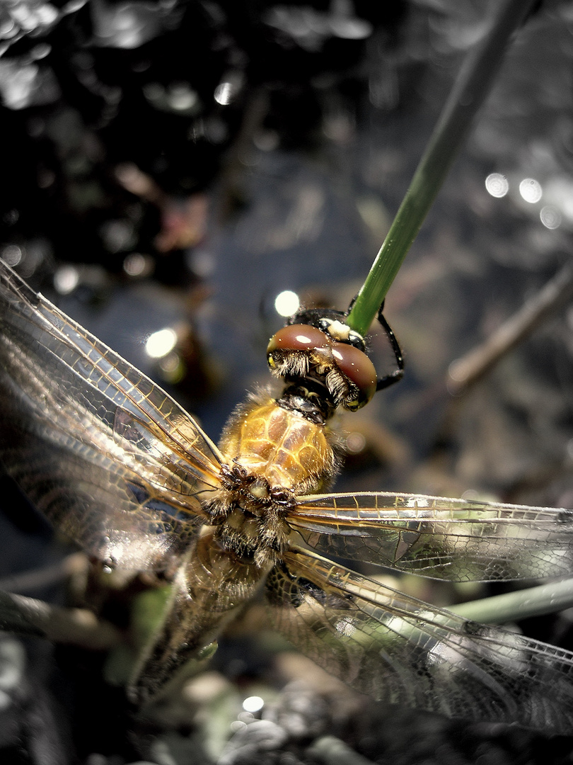 Libelle als Makro