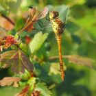 Libelle als Vorgeschmack auf den Sommer