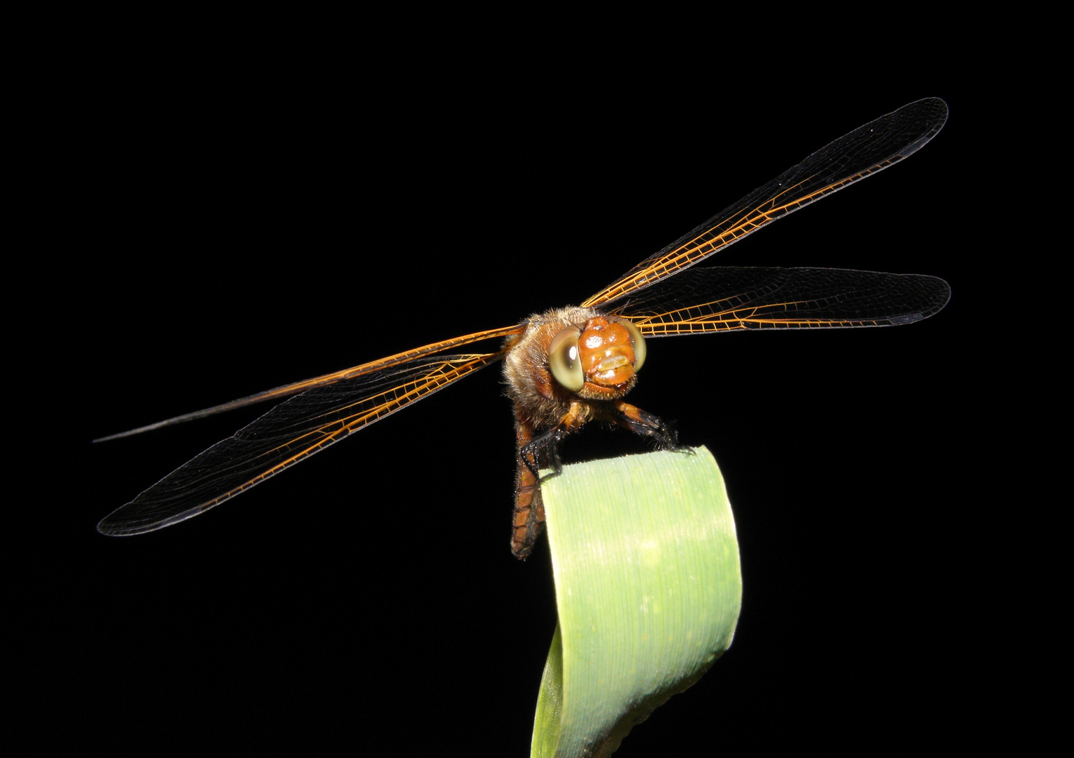 Libelle am Abend