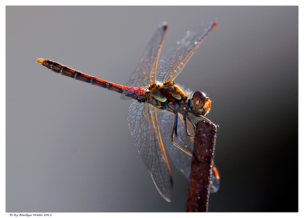 Libelle am Abend.....