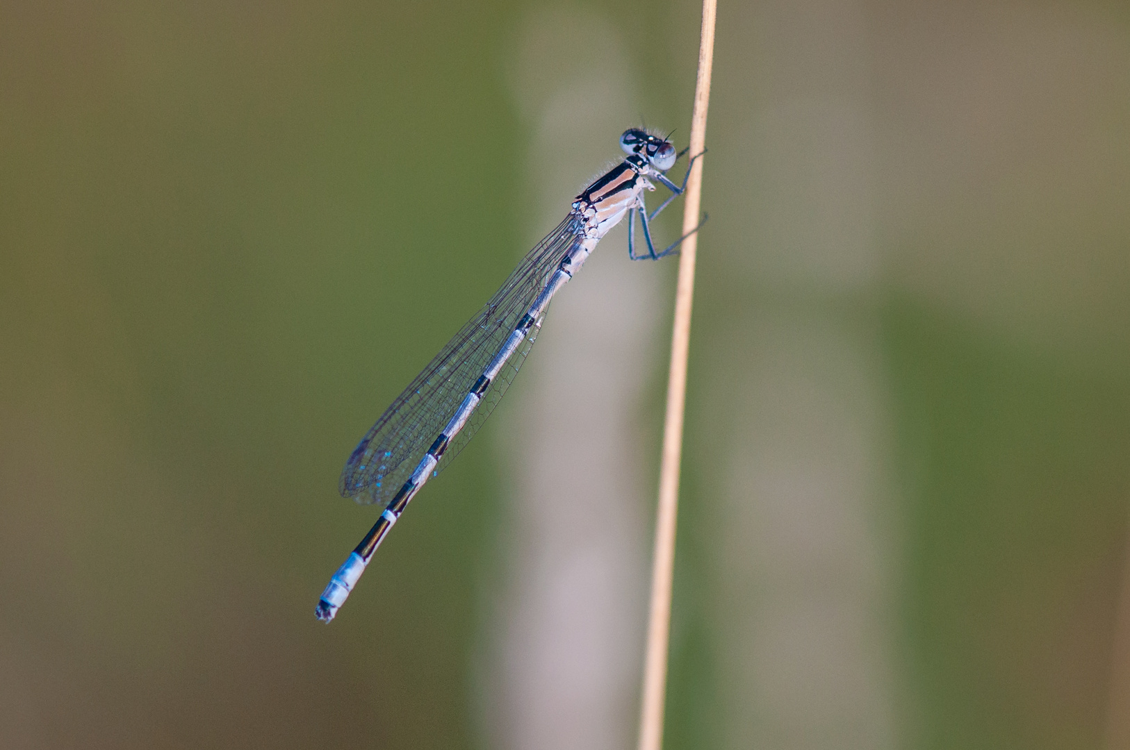 Libelle am Abend