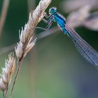 Libelle am Abend