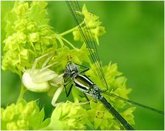 Libelle am Abend, erquickend und labend  ...