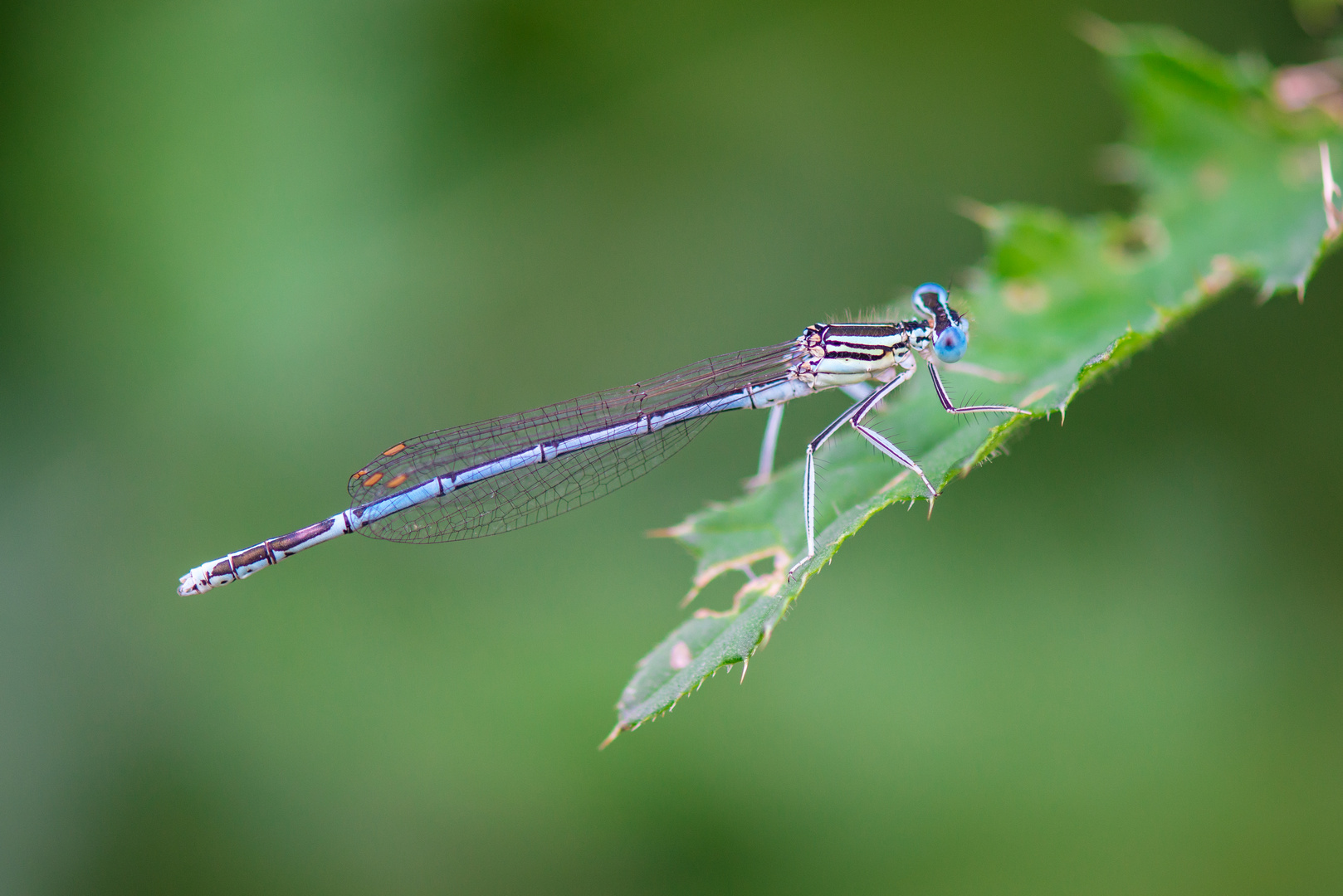 Libelle am Abend II