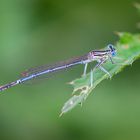 Libelle am Abend II