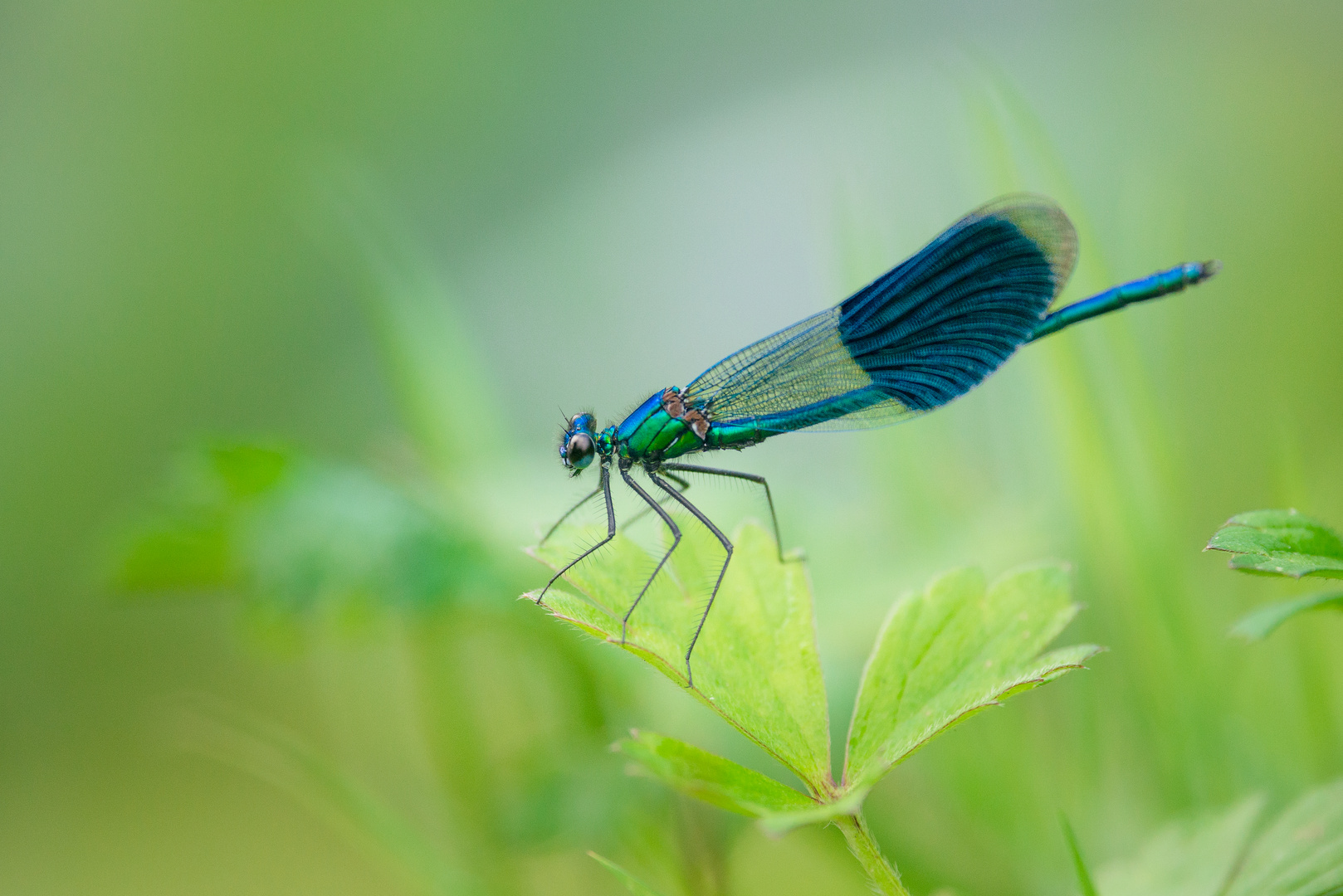 Libelle am Abend III