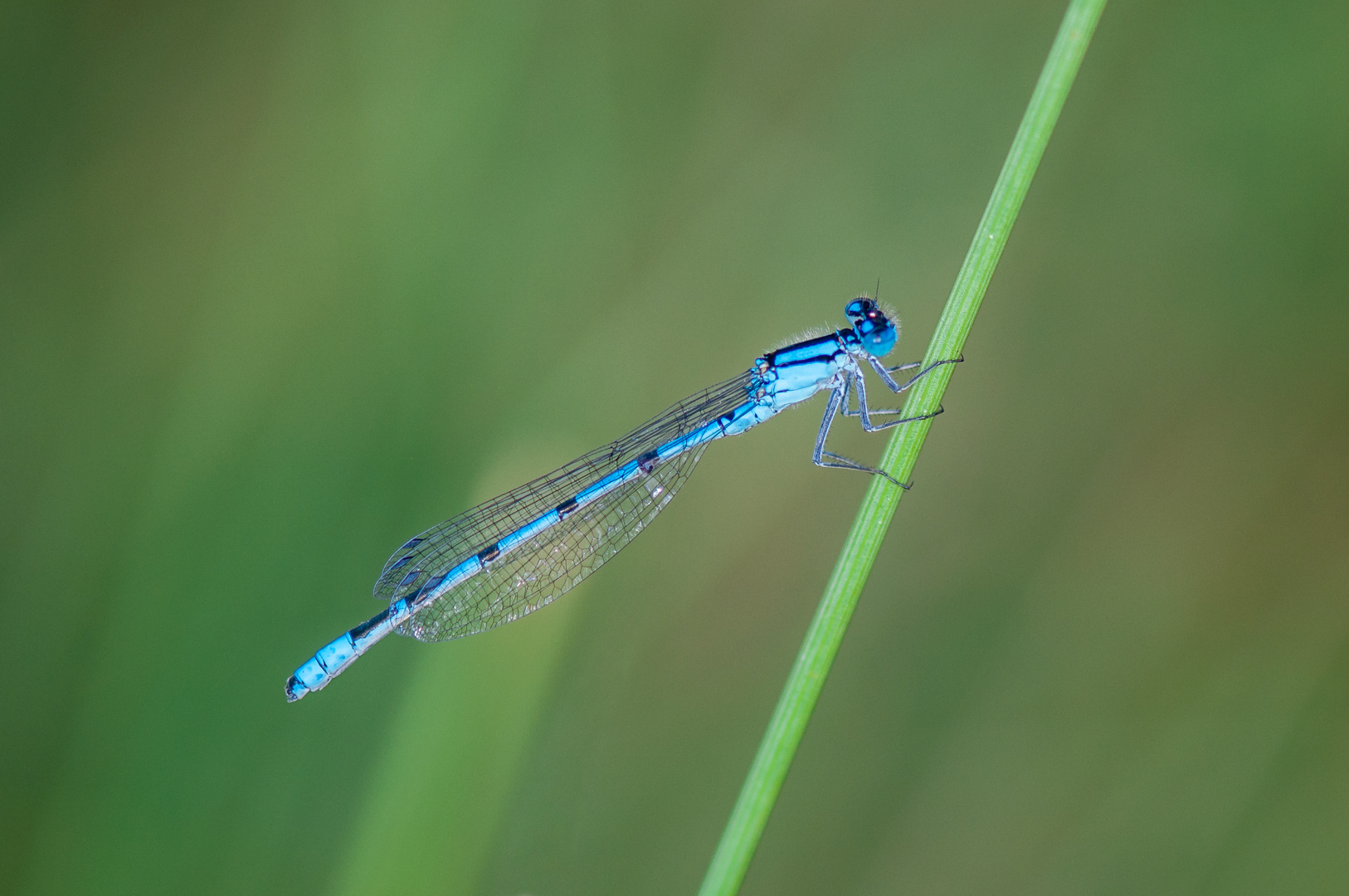 Libelle am Abend IV