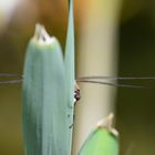 Libelle am Annasee (nähe Beilstein BW)