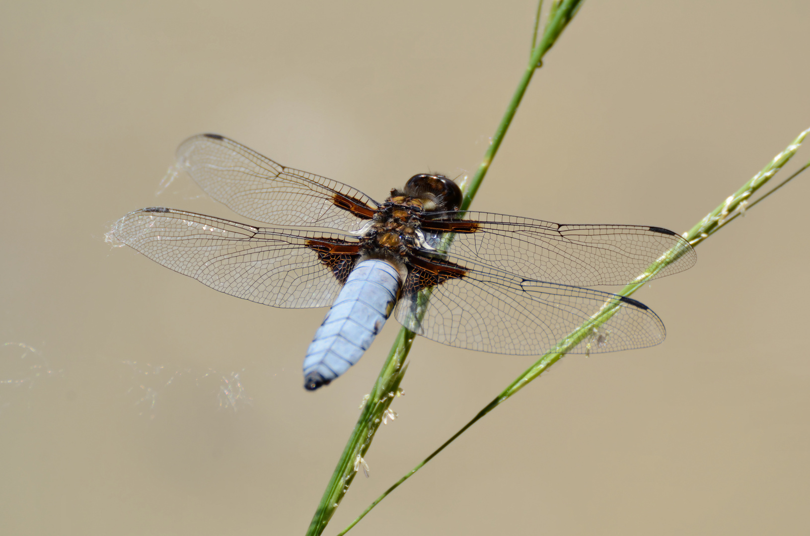 Libelle am Annasee (nähe Beilstein BW)