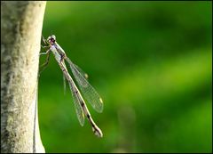 Libelle am Apfelbaum