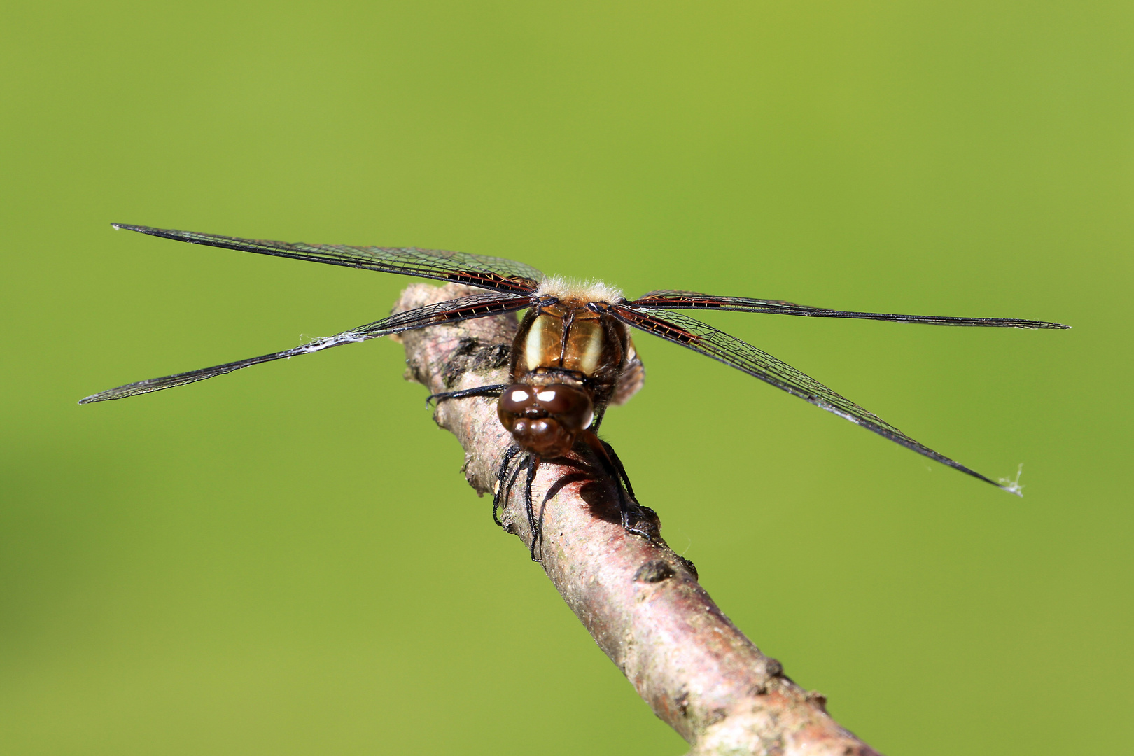 Libelle am Ast