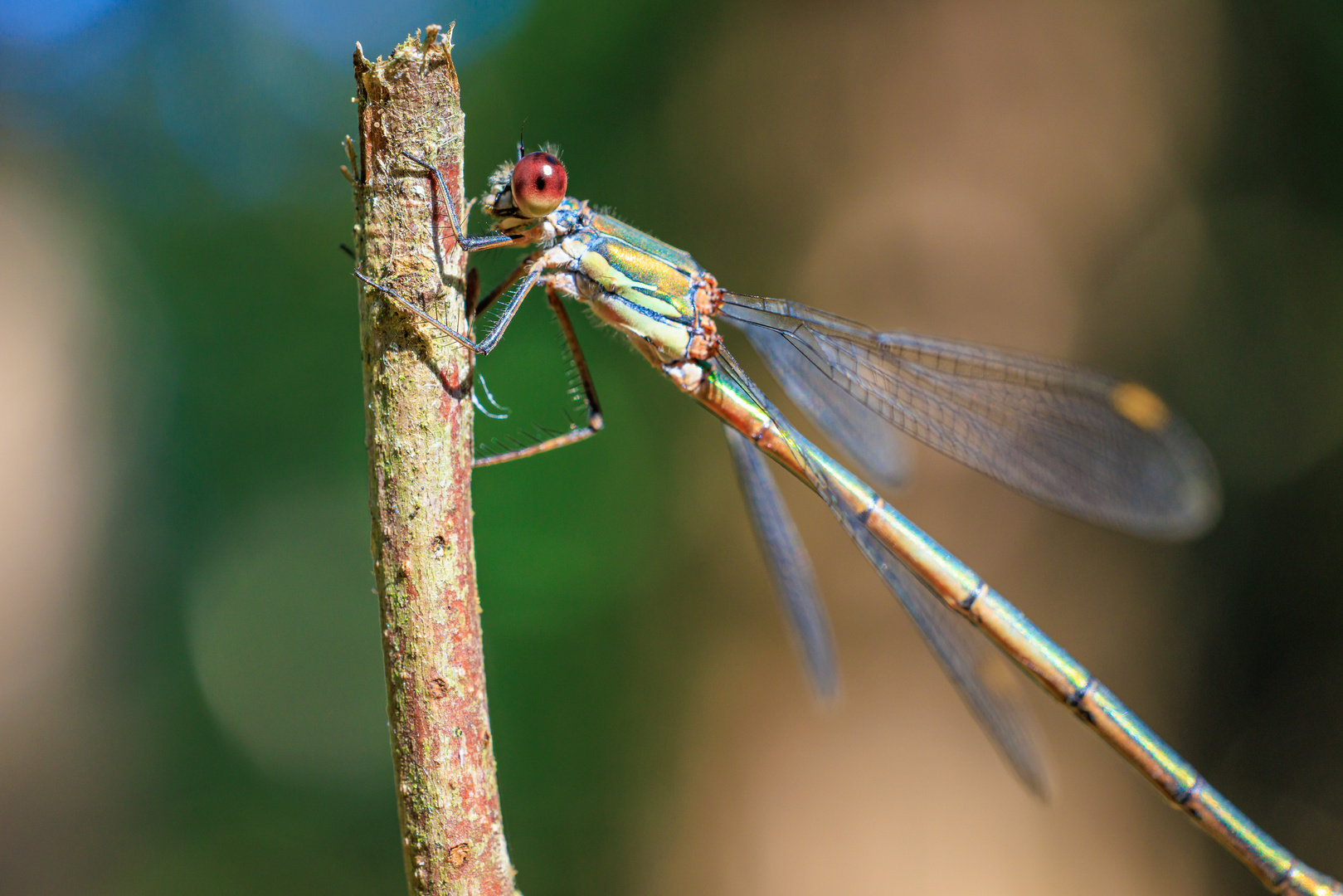 Libelle am Ast