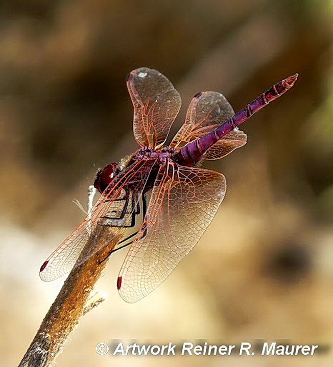 LIBELLE AM AST