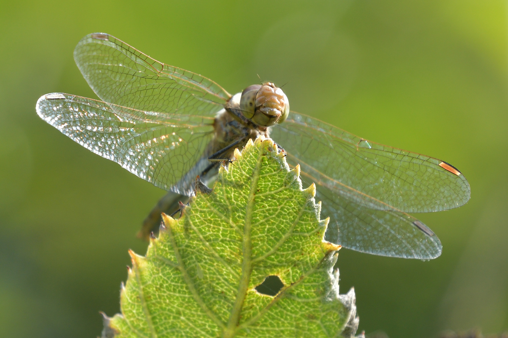 Libelle am Ausblick