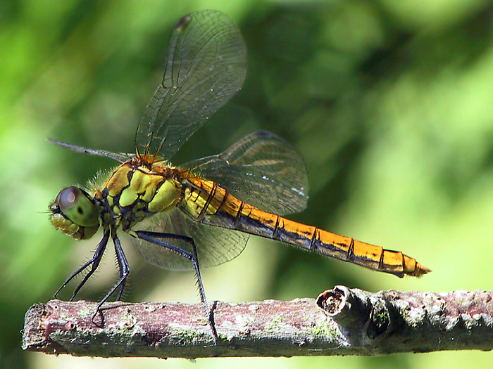 Libelle am Ausguck Teil 2