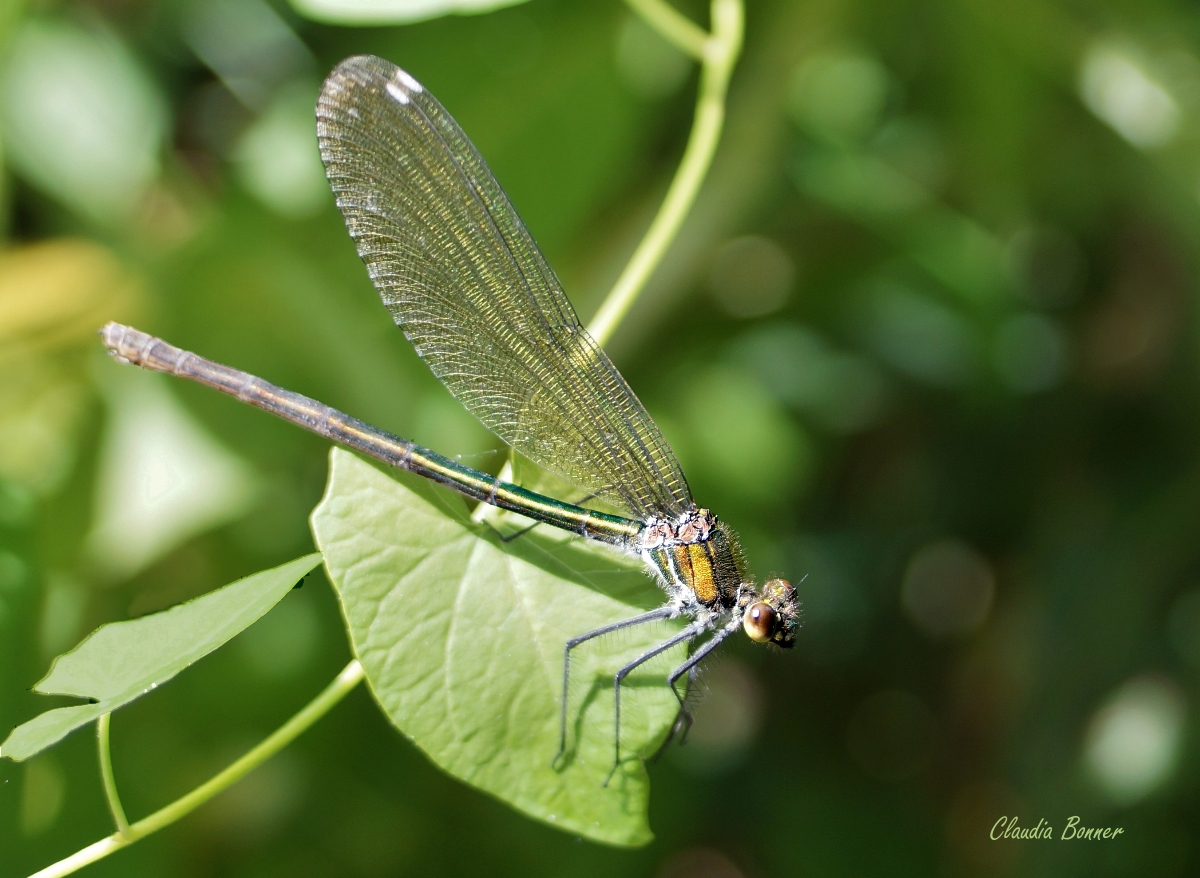 Libelle am Bach