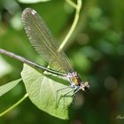 Libelle am Bach