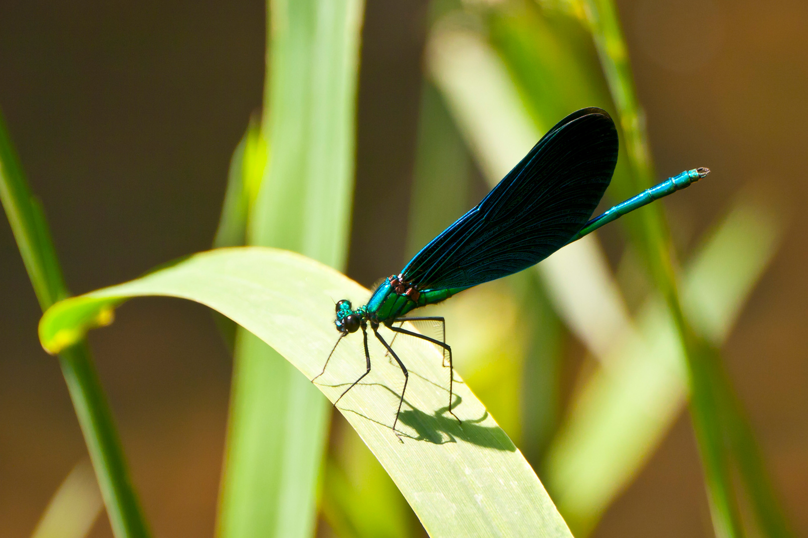 Libelle am Bach