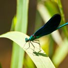 Libelle am Bach