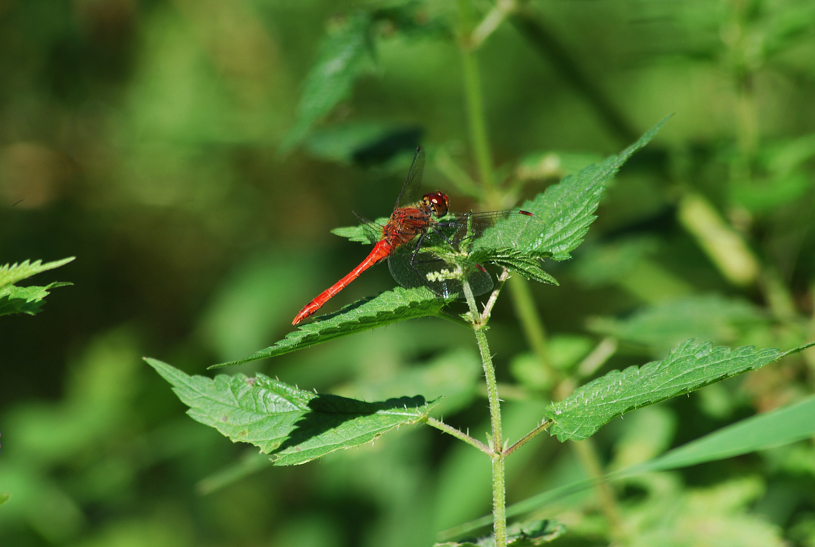 Libelle am Bach