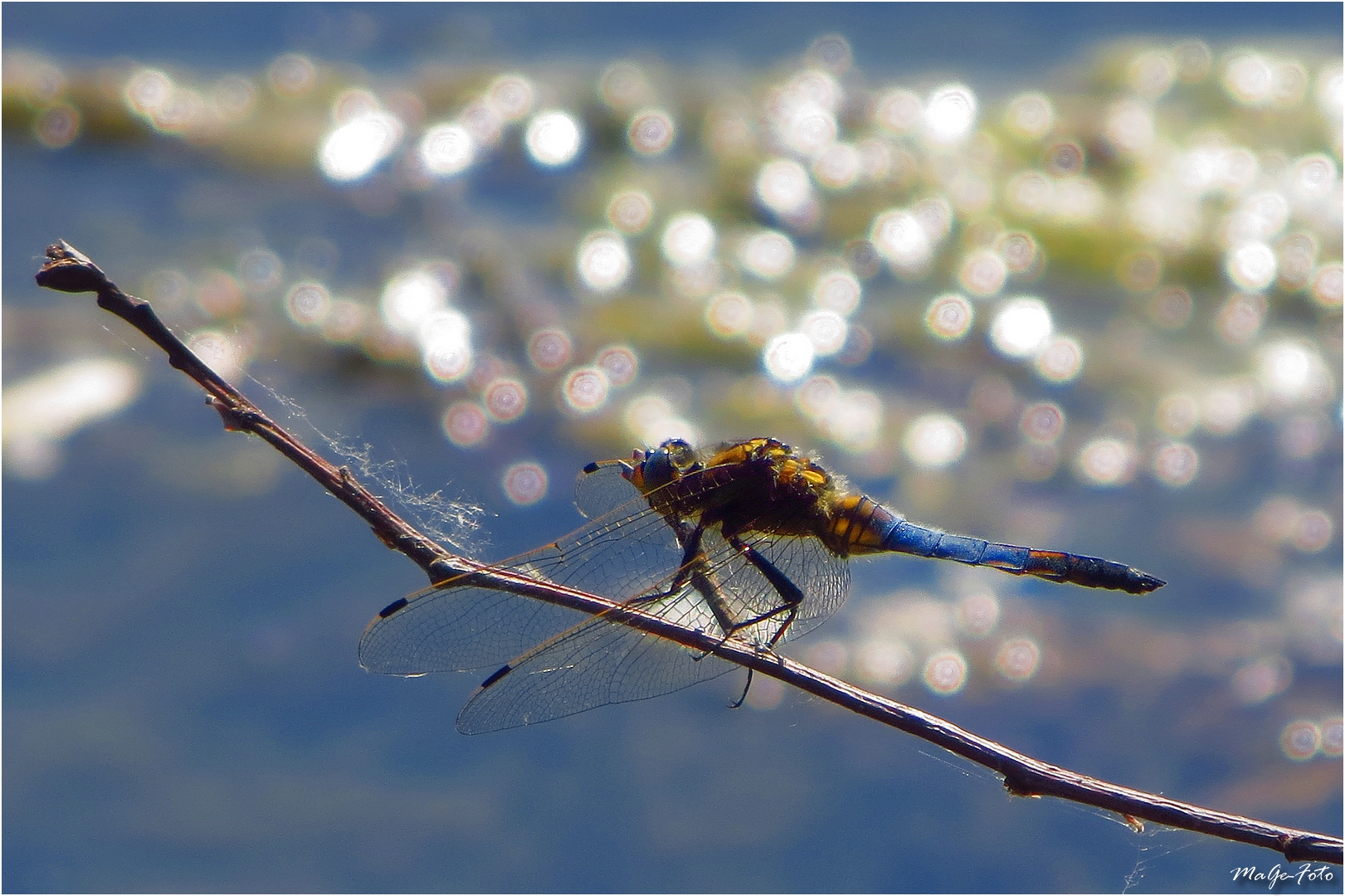 Libelle am Badesee