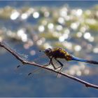 Libelle am Badesee