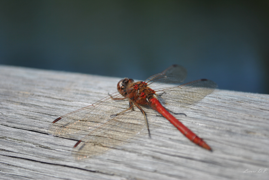 Libelle am Bärensee