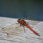 Libelle am Bärensee