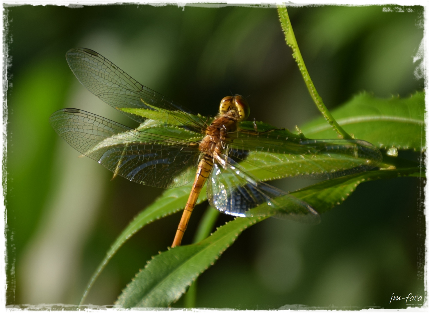 Libelle am Baum