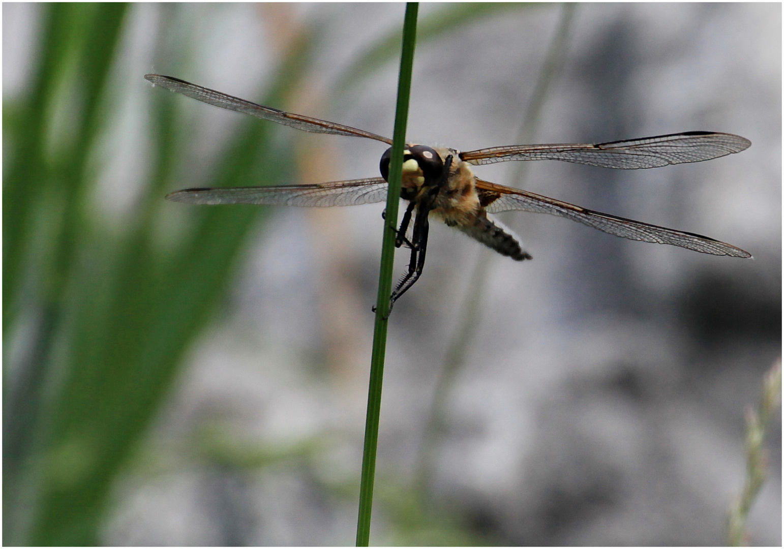 Libelle am Biotop 1