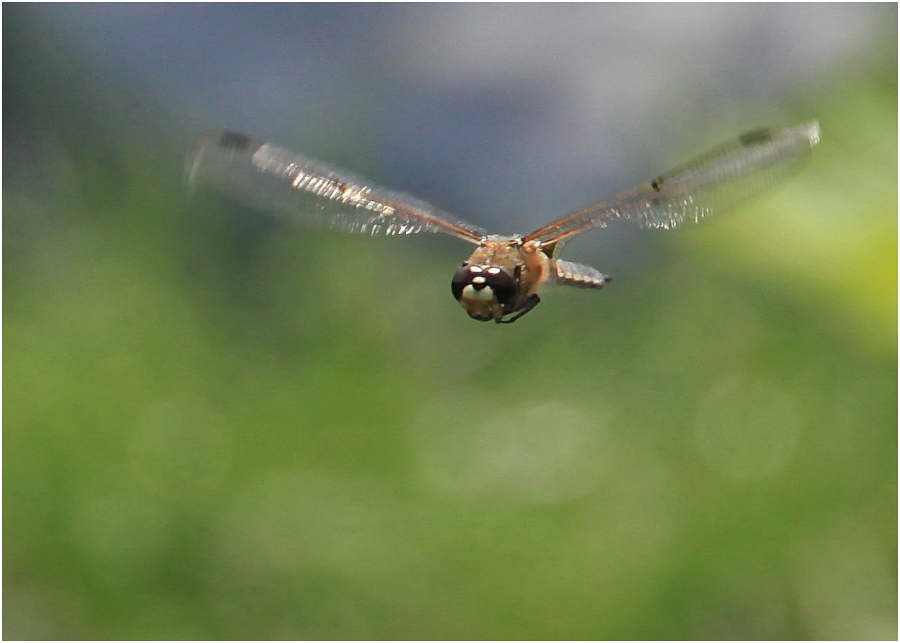 Libelle am Biotop 2