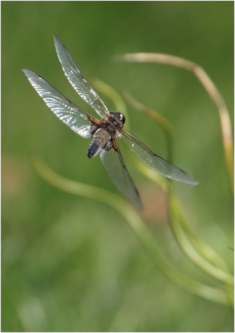 Libelle am Biotop 3