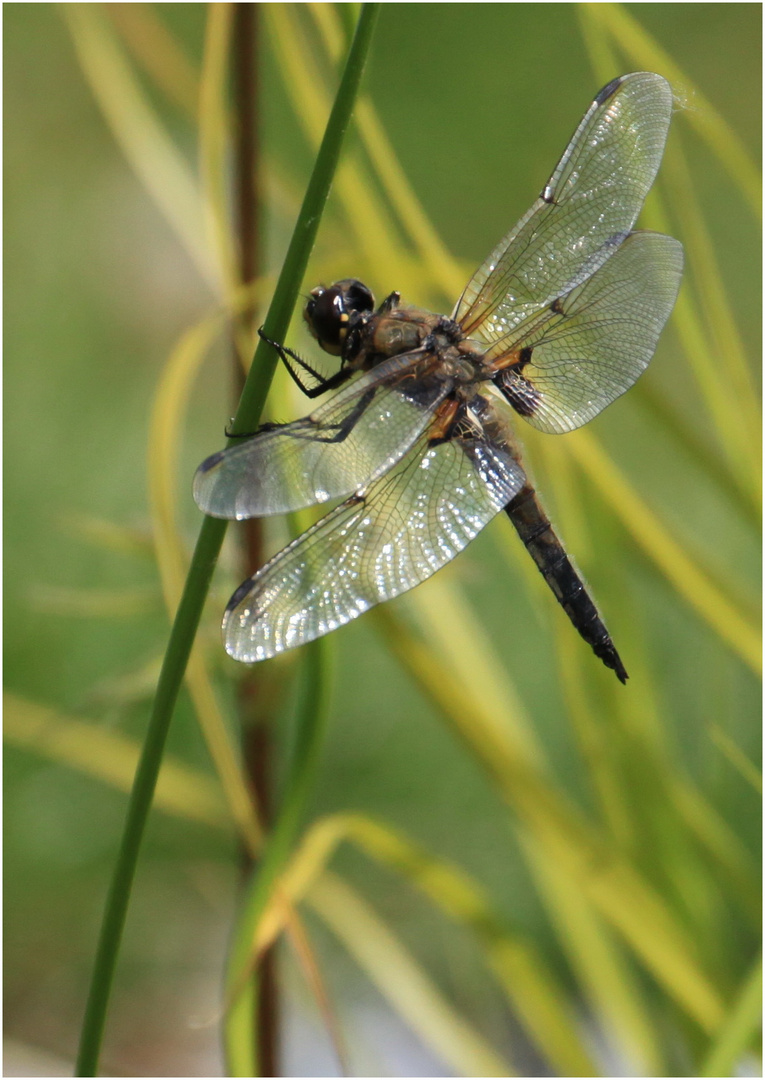 Libelle am Biotop 4