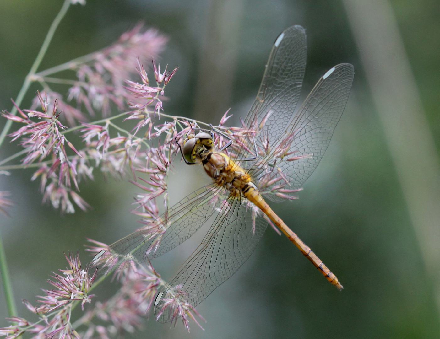 Libelle am Biotop