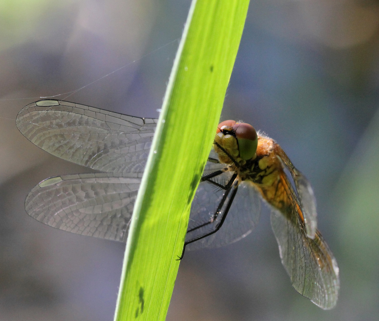 Libelle am Blatt