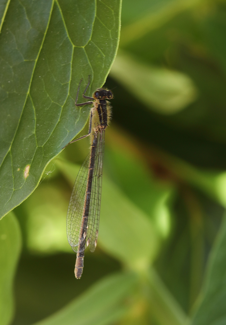 Libelle am Blatt