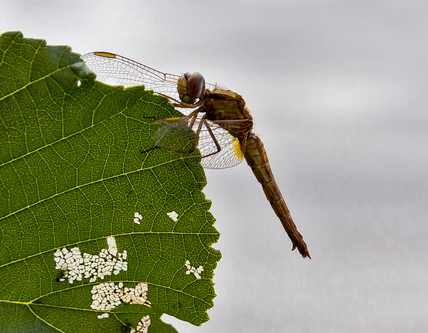 Libelle am Blatt...