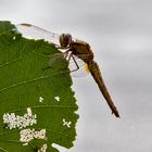 Libelle am Blatt...