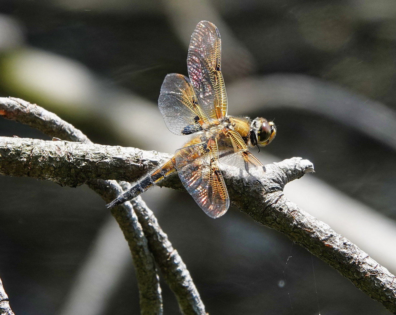 Libelle am Blindensee